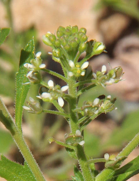 Lepidium lasiocarpum ssp.lasiocarpum